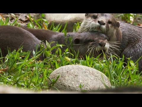 Resources :: Do Otters Mate for Life? | Smithsonian Learning Lab