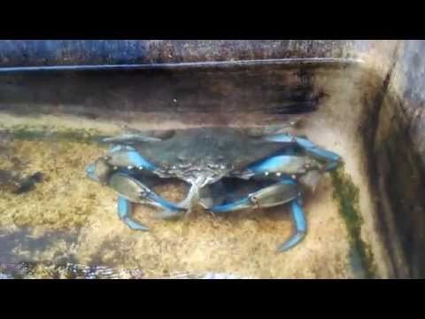 case study 4 cannibalism in shore crabs
