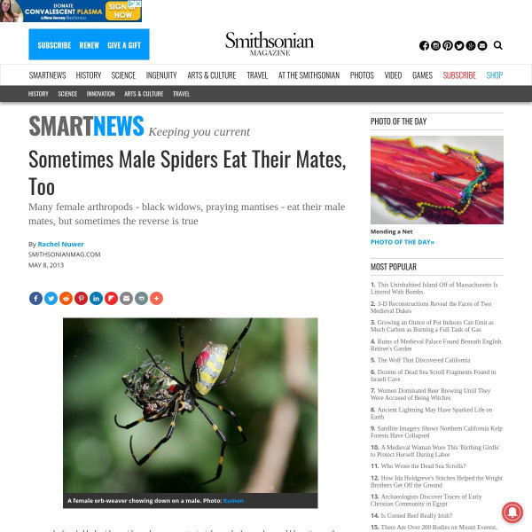 Resources :: Sometimes Male Spiders Eat Their Mates, Too | Smithsonian ...