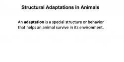 Collections :: Animal Adaptations | Smithsonian Learning Lab